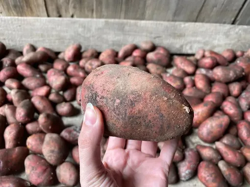 Какая плесень появляется под овощами в погребе и чем она опасна Какая плесень появляется под овощами в погребе и чем она опасна