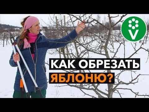 Нажми и смотри