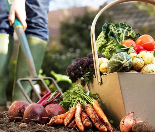 Работы в саду и огороде: 6–12 октября по лунному календарю. Работы в саду и огороде: 6–12 октября по лунному календарю.