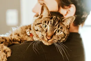 «Нужно делать что-то доброе». Мужчина пригласил в дом 9 бездомных кошек (видео)