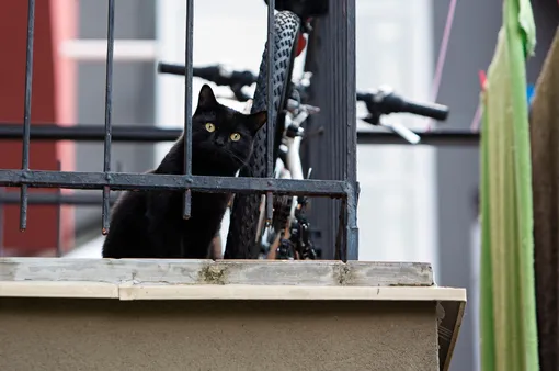 Что нельзя хранить на балконе фото и кот