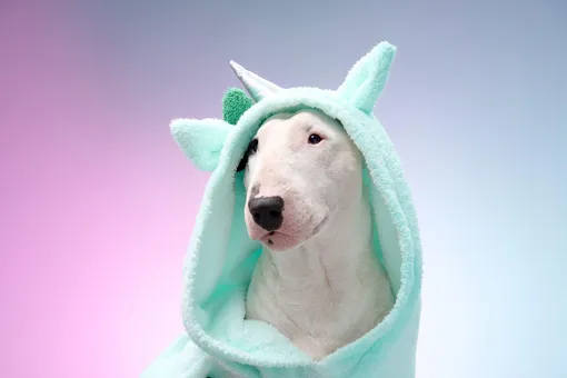 5 решений, как сохранить чистой собаку и квартиру, фото