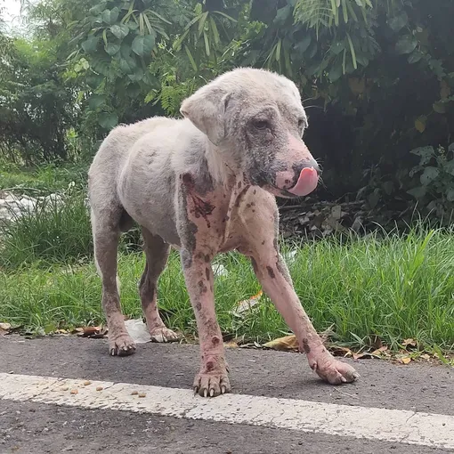 Лысый найденыш, щенок Лысый найденыш, щенок