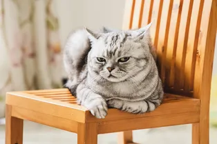 «Вы шутите?»: почта объявила семье бойкот, после того как кошка укусила разносчика писем