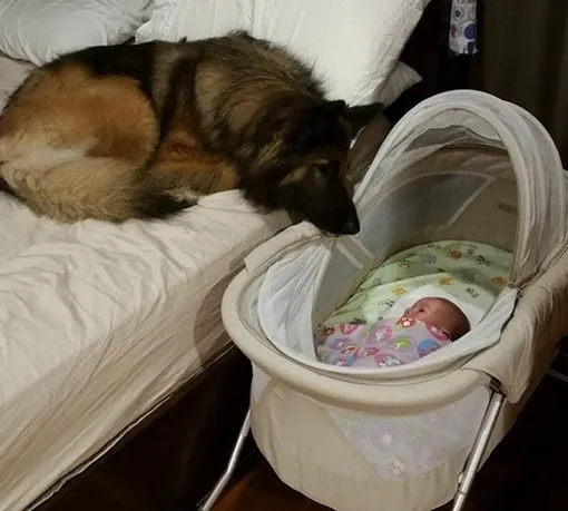 собака и младенец милые фото собака и младенец милые фото