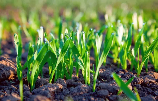 Уход за озимыми овощами зимой и ранней весной Уход за озимыми овощами зимой и ранней весной