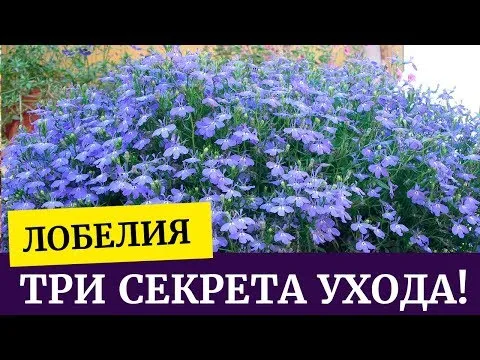 Нажми и смотри