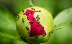 Муравьи на пионах — союзники или враги? Узнайте, что делать!