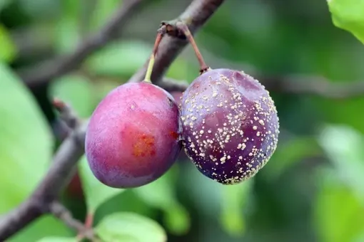 Плодовая гниль слив — серьёзное грибковое заболевание, вызывающее гниение плодов ещё на дереве. На кожице появляются коричневые пятна, которые быстро разрастаются и покрываются светлыми бородавками. Сливы размягчаются, опадают или засыхают на ветвях, становясь источником инфекции в следующем сезоне. Развитию болезни способствуют влага и повреждения плодов. Плодовая гниль слив — серьёзное грибковое заболевание, вызывающее гниение плодов ещё на дереве. На кожице появляются коричневые пятна, которые быстро разрастаются и покрываются светлыми бородавками. Сливы размягчаются, опадают или засыхают на ветвях, становясь источником инфекции в следующем сезоне. Развитию болезни способствуют влага и повреждения плодов.