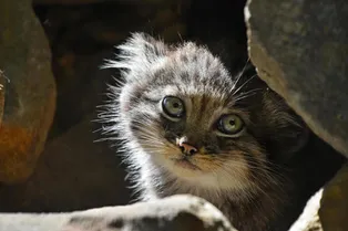 Самая скрытная дикая кошка не показывала своих котят, но их все же удалось снять Самая скрытная дикая кошка не показывала своих котят, но их все же удалось снять