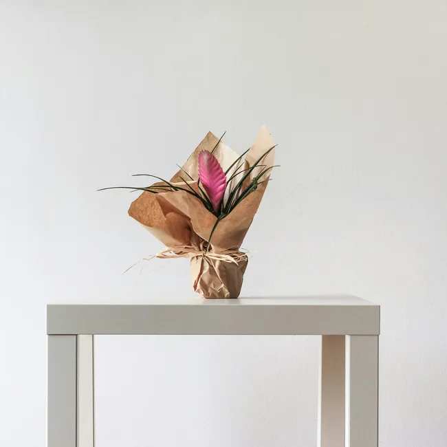 Ставим у телевизора: как наполнить дом теплом с помощью сезонных растений