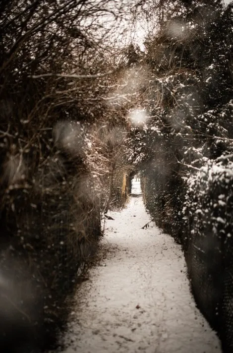 Зимние растения могут украсит ь даже самый скучный сад Зимние растения могут украсит ь даже самый скучный сад