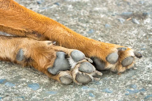 Женщина была в шоке, когда обнаружила рыжие лапы, торчащие из груды строительного мусора — её неравнодушие спасло жизнь Женщина была в шоке, когда обнаружила рыжие лапы, торчащие из груды строительного мусора — её неравнодушие спасло жизнь