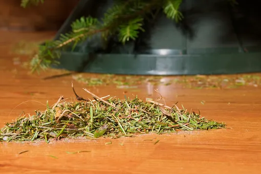 Почему ёлка в горшке сбрасывает иголки