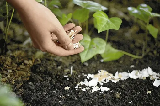 Яичная скорлупа: источник кальция для огурцов Яичная скорлупа: источник кальция для огурцов