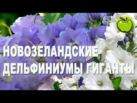 Нажми и смотри