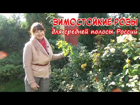 Нажми и смотри