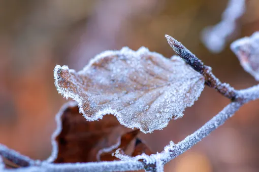 Температурные рекорды и разворот на 180 градусов: как заканчивается ноябрь и что ждать в декабре