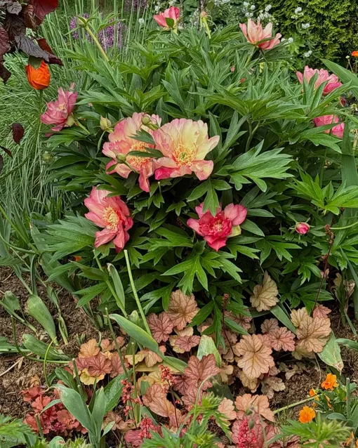 Пион ИТО-гибрид «Джулия Роуз» Пион ИТО-гибрид «Джулия Роуз»