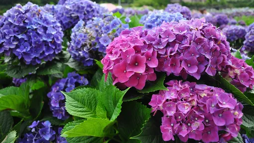 Когда появятся первые результаты изменение цвета гортензии