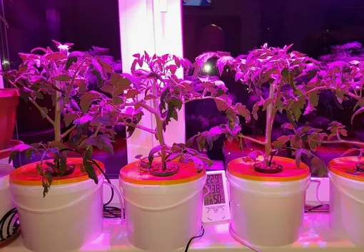 Какие лампы выбрать для подсвечивания томатов на подоконнике Какие лампы выбрать для подсвечивания томатов на подоконнике