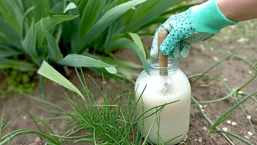 Реалистичная фотография в стиле редакционной съёмки для дачного журнала. На выветренном деревянном садовом столе стоят три пластиковых ведра и старая металлическая лейка. В первом ведре замочены чёрствые хлебные корки, во втором — свежая зелёная крапива, рядом на столе насыпана небольшая кучка серой древесной золы и жёлтой луковой шелухи. Рядом лежат потёртые рабочие перчатки и прозрачная стеклянная банка с мутноватой дрожжевой закваской. На заднем плане мягко размыты грядки с молодой рассадой томатов и капусты. Мягкое утреннее боковое освещение, весенняя атмосфера, натуральные приглушённые цвета. Фотореализм, чистая композиция, акцент на практичность, без людей, без текста, без лишних декораций.