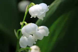В Подмосковье годовалая девочка попала в больницу из-за отравления ландышами В Подмосковье годовалая девочка попала в больницу из-за отравления ландышами
