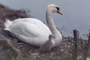 «Погибал от голода»: прохожие спасли лебедя, которому на голову надели носок