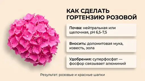 Как сделать гортензию розовой: зола, доломит и фосфор Как сделать гортензию розовой: зола, доломит и фосфор