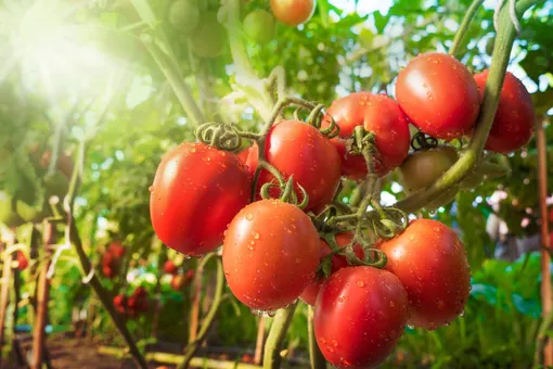 Как восстановить почву после томатов и подготовить её к следующему сезону Как восстановить почву после томатов и подготовить её к следующему сезону