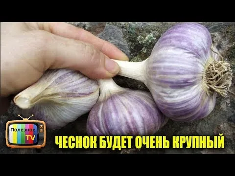 Нажми и смотри