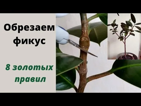 Нажми и смотри