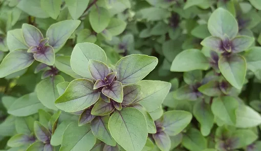 базилик базилик