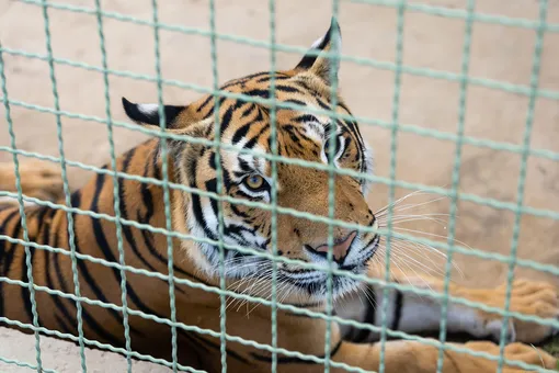 На школьный выпускной пригласили тигра. Но вскоре многие об этом пожалели На школьный выпускной пригласили тигра. Но вскоре многие об этом пожалели