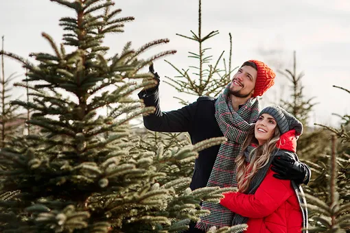 Ёлка живая или искусственная? Все за и против Ёлка живая или искусственная? Все за и против