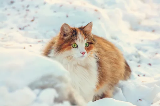 6 вещей, которые никогда нельзя оставлять на улице зимой, и кот 6 вещей, которые никогда нельзя оставлять на улице зимой, и кот