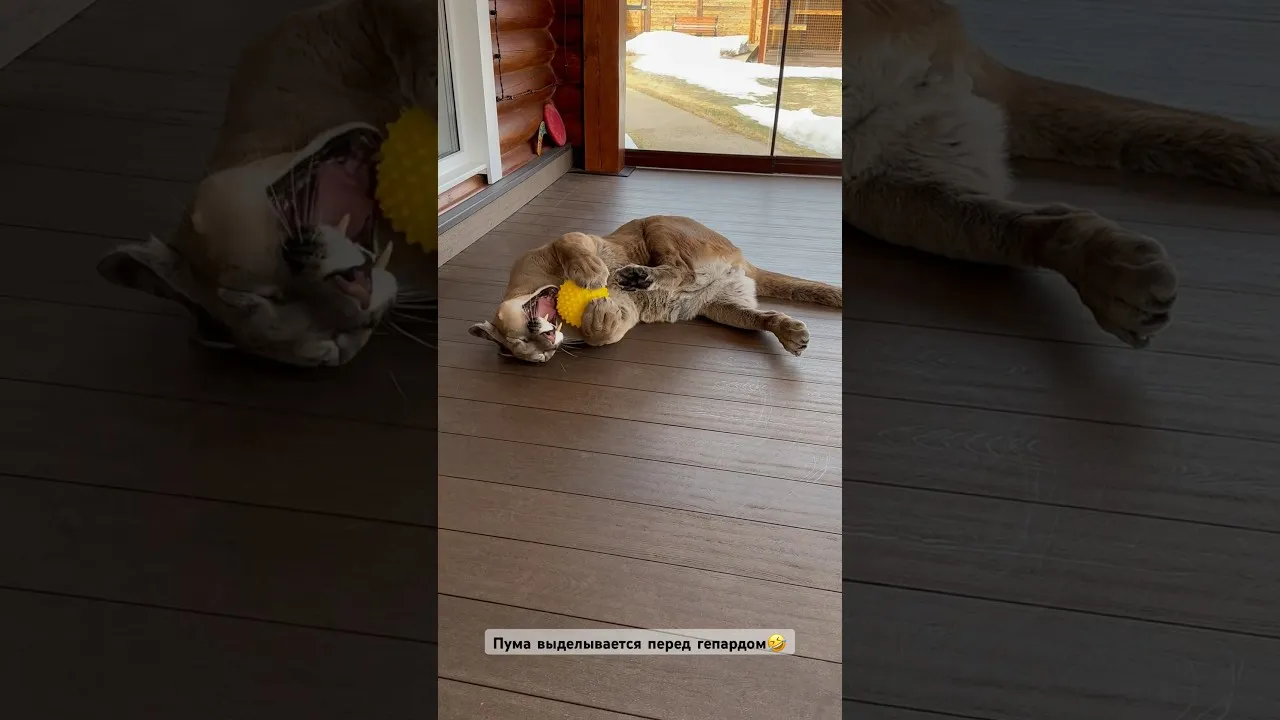 Нажми и смотри Нажми и смотри