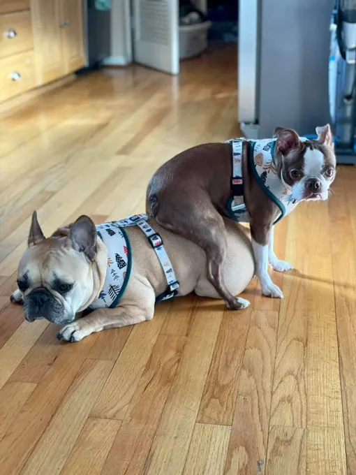 «Мисс Вафля все время сидит на своем брате. Она здесь босс» «Мисс Вафля все время сидит на своем брате. Она здесь босс»