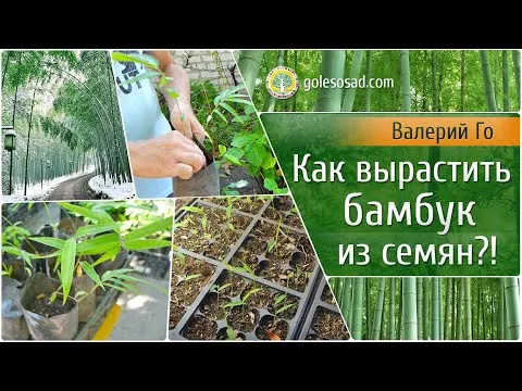 Нажми и смотри