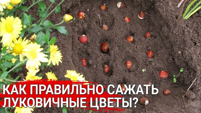 Нажми и смотри