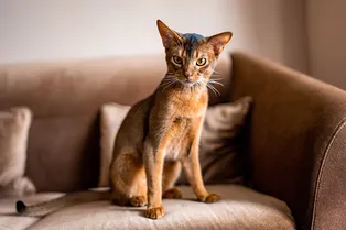 Самые умные в мире: среди каких пород искать такую кошку