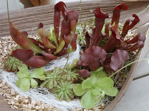 Саррацения — многолетнее травянистое с кувшиноподобными листьями-ловушками Саррацения