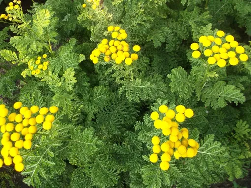 Настой пижмы от почвенных вредителей: приготовление и применение