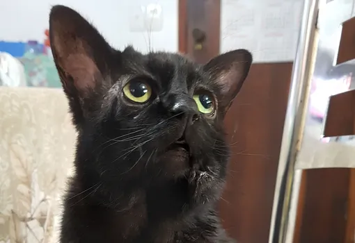 Суши попал в нужные руки — Ларисса любит питомца и заботится о нем Суши попал в нужные руки — Ларисса любит питомца и заботится о нем