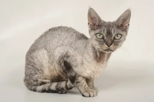 Кошка для маленькой квартиры самые маленькие кошки фото девон-рекс