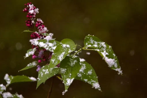 «Снег возможен даже в июне»: москвичей предупредили об очередном резком скачке погоды «Снег возможен даже в июне»: москвичей предупредили об очередном резком скачке погоды