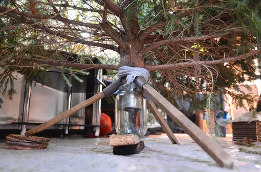 Что нужно добавлять в воду для новогодней ёлки