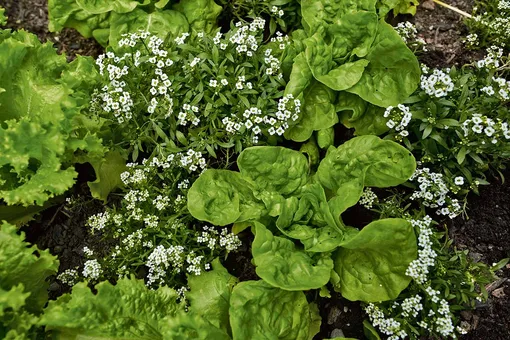 Алиссум и салат
