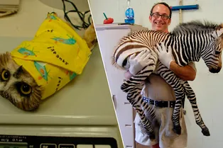 Ёжики в стакане и совы-буррито: какие уловки нужны, чтобы взвесить животных