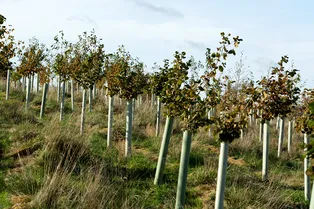 Слабое звено: как подготовить к зимовке плодовые саженцы младше пяти лет Слабое звено: как подготовить к зимовке плодовые саженцы младше пяти лет